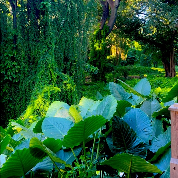 Meet your Posher, Blanca - Picture 1 of 1